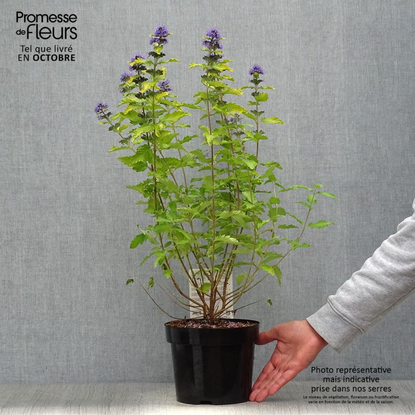 Example of Bartblume Hint of Gold - Caryopteris clandonensis Topf mit 3L/4L as you get in automne