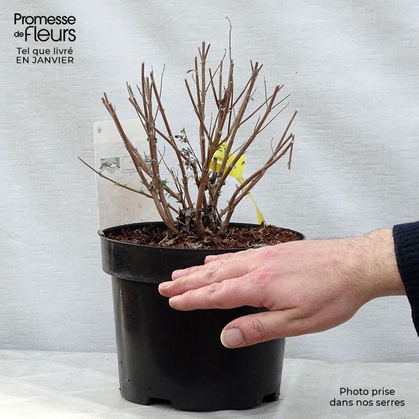 Example of Bartblume Petit Bleu - Caryopteris clandonensis Topf mit 3L/4L as you get in hiver