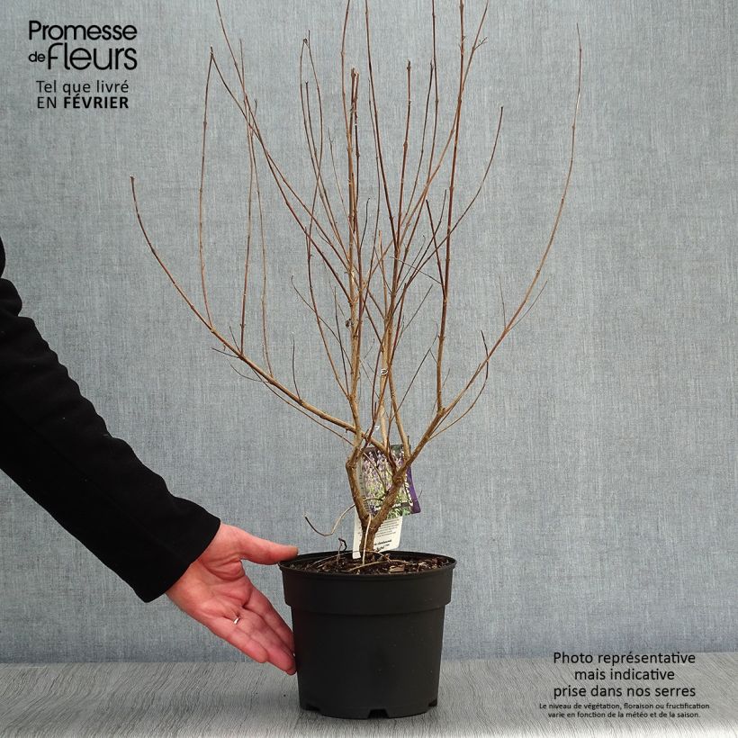 Exemplar von Bartblume Summer Sorbet - Caryopteris clandonensis Topf mit 3L/4L wie im Winter geliefert