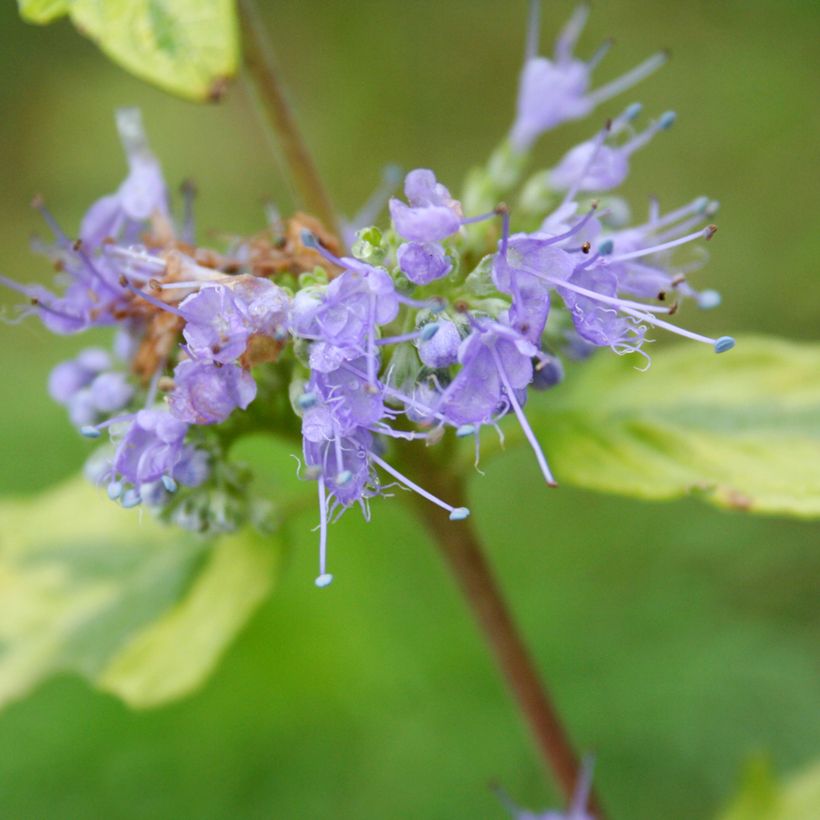 Bartblume Summer Sorbet - Caryopteris clandonensis (Flowering)