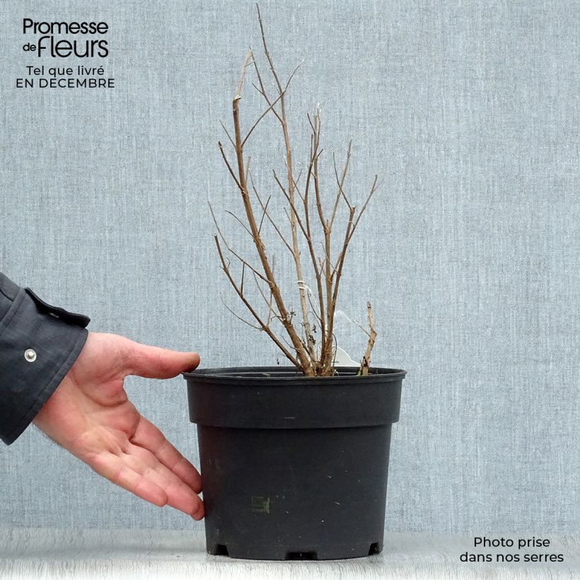 Exemplar von Bartblume White Surprise - Caryopteris clandonensis Topf mit 2L/3L wie im Winter geliefert