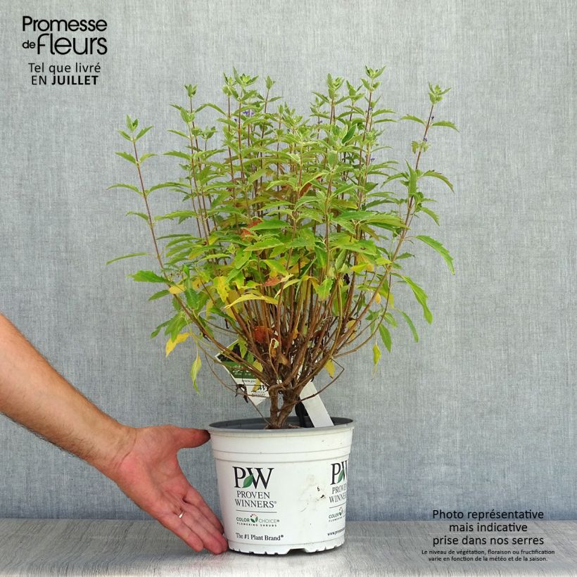 Example of Bartblume Beyond Midnight - Caryopteris clandonensis Topf mit 3L/4L as you get in ete
