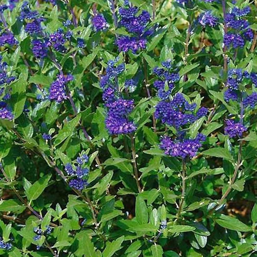 Bartblume First Choice - Caryopteris clandonensis (Flowering)