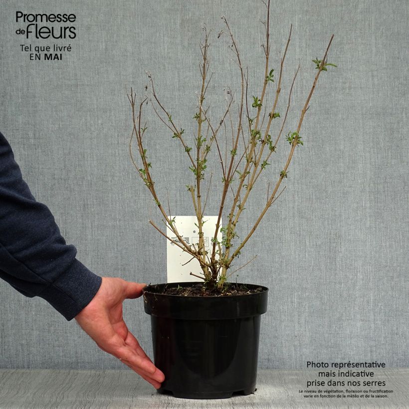 Exemplar von Bartblume First Choice - Caryopteris clandonensis Topf mit 2L/3L wie im Frühjahr geliefert