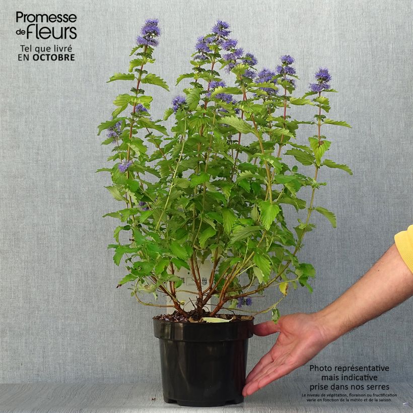 Example of Bartblume Good as Gold - Caryopteris clandonensis Topf mit 2L/3L as you get in automne