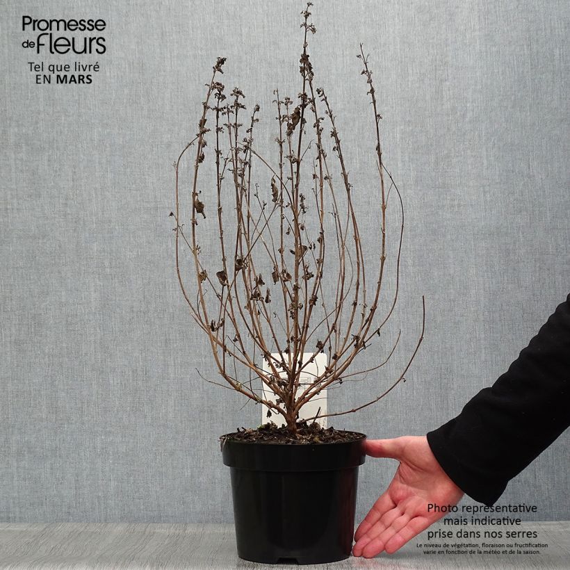 Exemplar von Bartblume Good as Gold - Caryopteris clandonensis Topf mit 2L/3L wie im Frühjahr geliefert