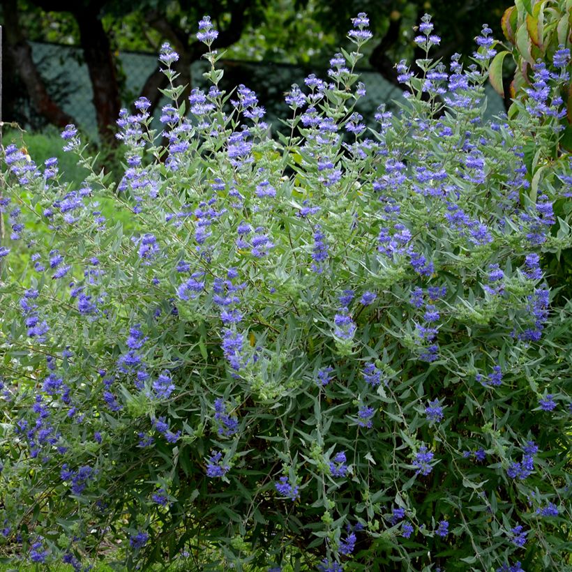 Bartblume Heavenly Blue - Caryopteris clandonensis (Plant habit)