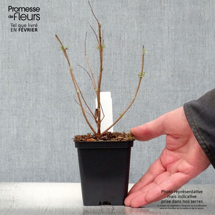 Exemplar von Bartblume Heavenly Blue - Caryopteris clandonensis Kleine Töpfe von 8/9 cm wie im Winter geliefert