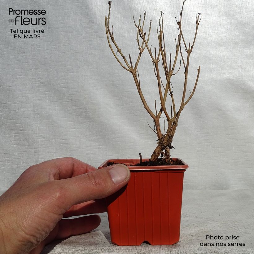 Exemplar von Bartblume Heavenly Blue - Caryopteris clandonensis Kleine Töpfe von 8/9 cm wie im Frühjahr geliefert