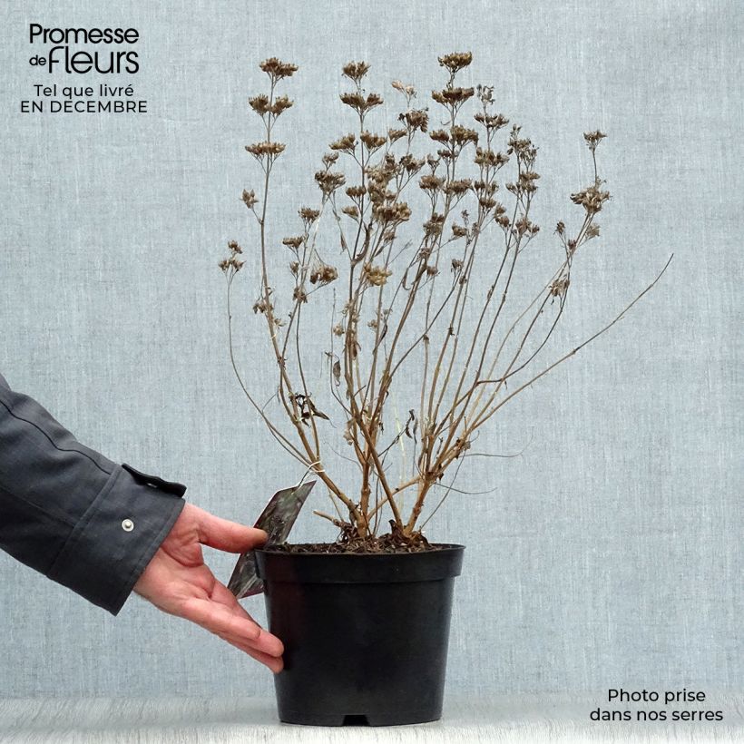 Exemplar von Bartblume Heavenly Blue - Caryopteris clandonensis Topf mit 2L/3L wie im Winter geliefert