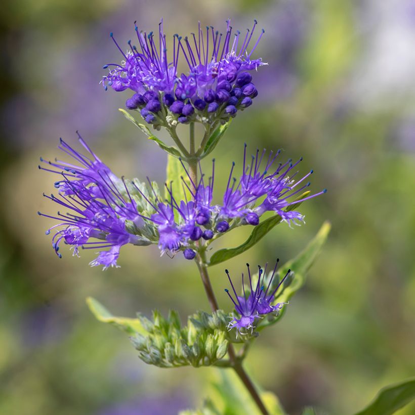 Bartblume Kew Blue - Caryopteris clandonensis (Flowering)