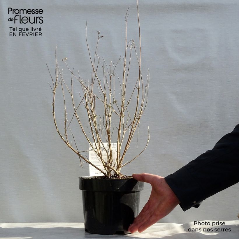 Exemplar von Bartblume Pink Perfection - Caryopteris clandonensis Topf mit 2L/3L wie im Winter geliefert