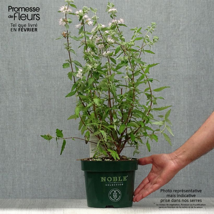 Example of Bartblume Pink Perfection - Caryopteris clandonensis Topf mit 2L/3L as you get in automne