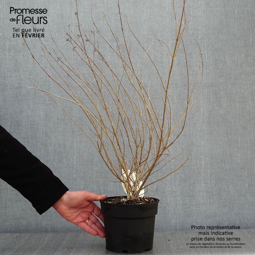 Exemplar von Bartblume Sterling silver - Caryopteris clandonensis Topf mit 2L/3L wie im Winter geliefert