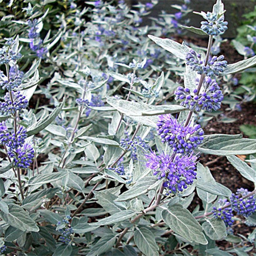 Bartblume Sterling silver - Caryopteris clandonensis (Flowering)