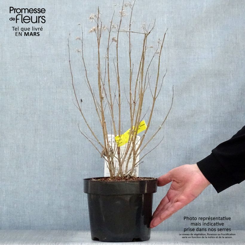 Exemplar von Bartblume Thetis - Caryopteris clandonensis Topf mit 2L/3L wie im Frühjahr geliefert