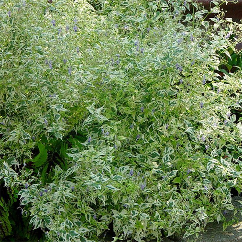 Caryopteris divaricata Electrum - Bartblume (Foliage)