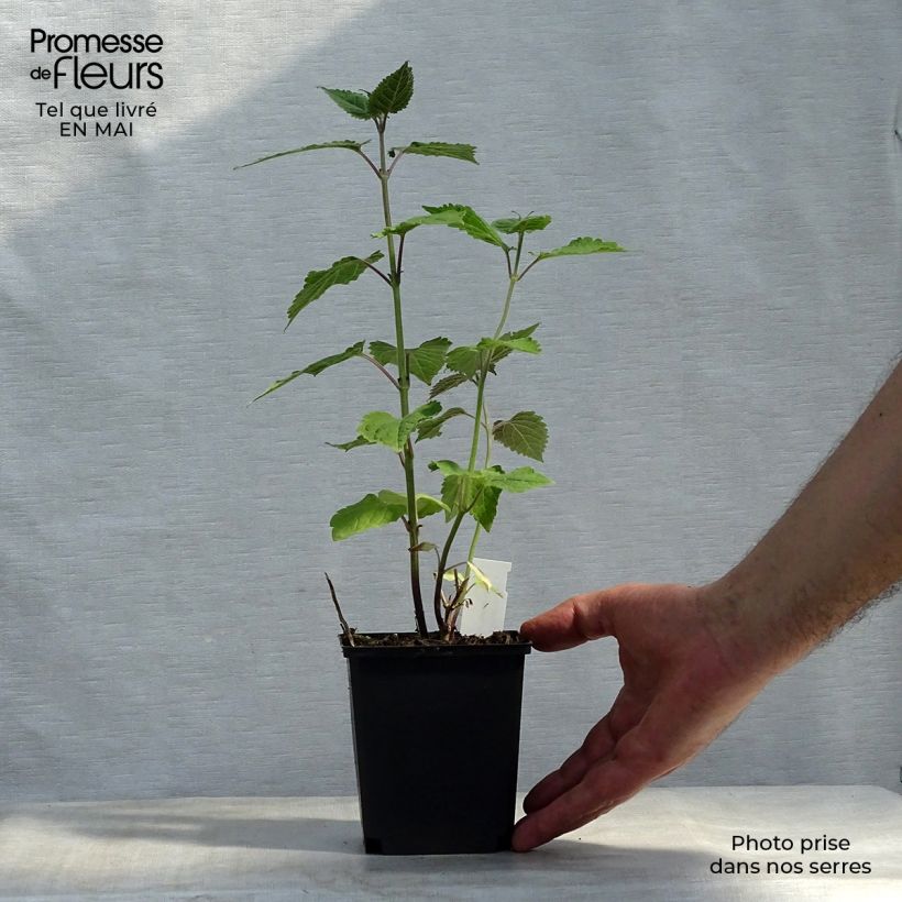 Exemplar von Caryopteris divaricata - Bartblume Kleine Töpfe von 8/9 cm wie im Frühjahr geliefert