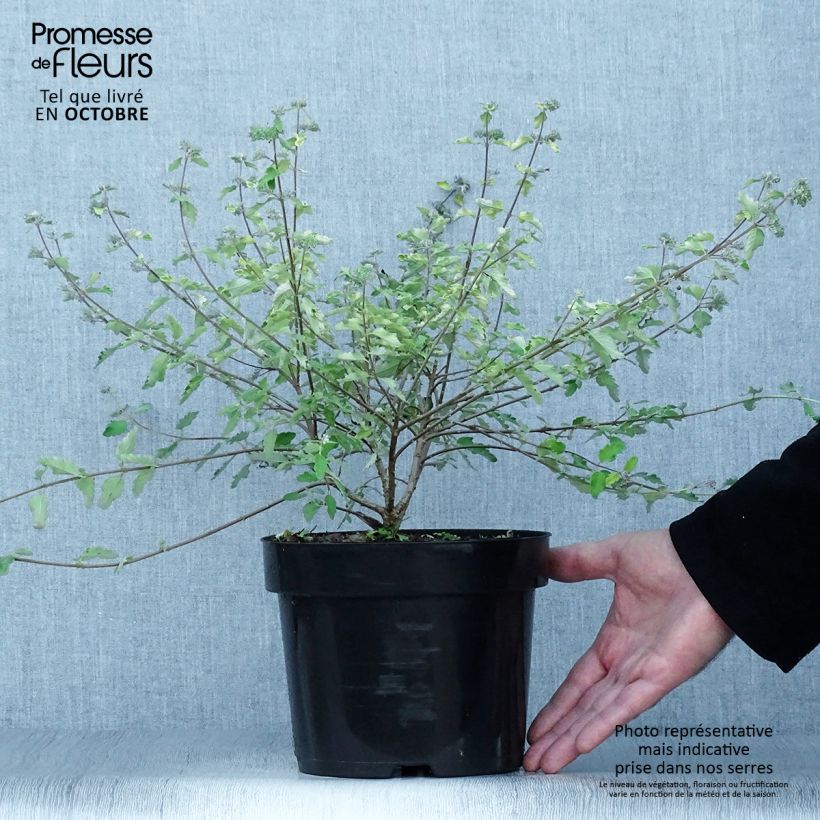 Example of Caryopteris incana Sunny Blue - Bartblume Topf mit 2L/3L as you get in automne