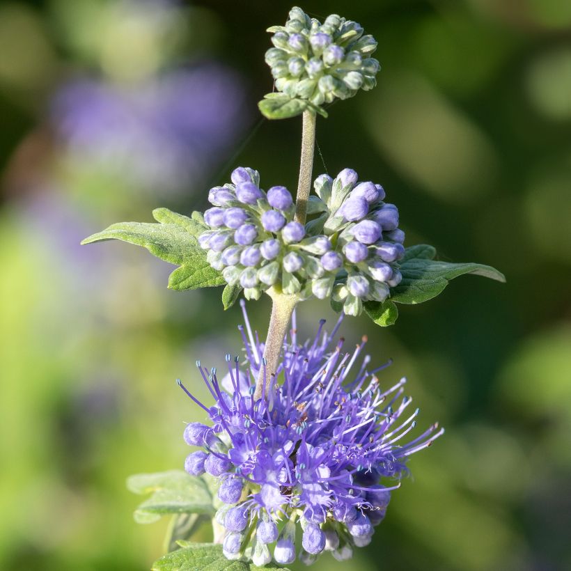 Caryopteris incana Sunny Blue - Bartblume (Flowering)