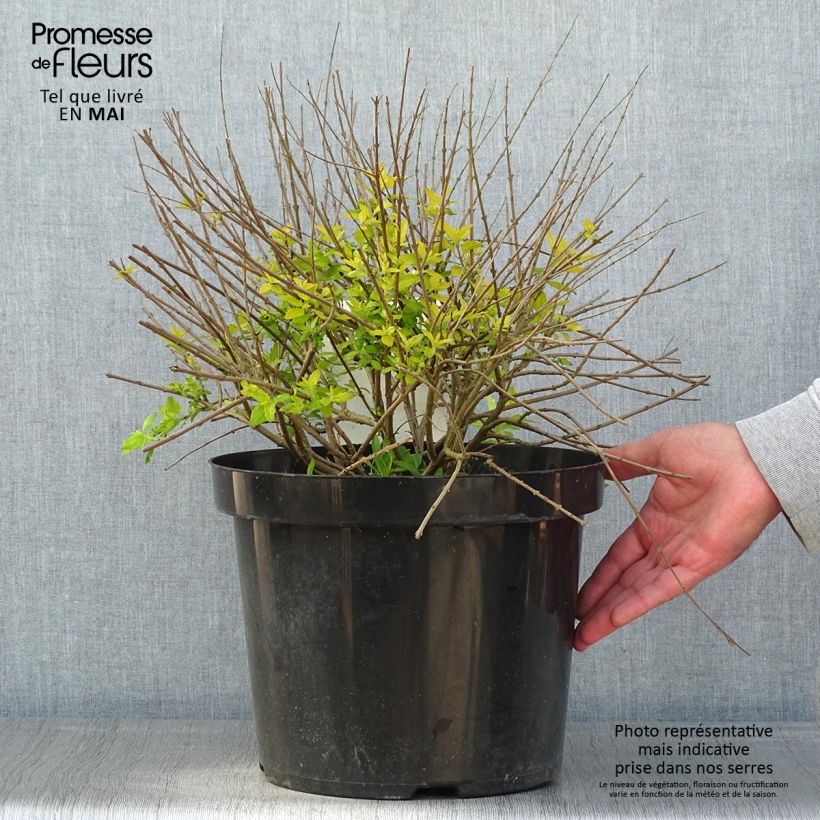 Exemplar von Caryopteris incana Sunshine Blue - Bartblume Topf mit 7,5L/10L wie im Frühjahr geliefert