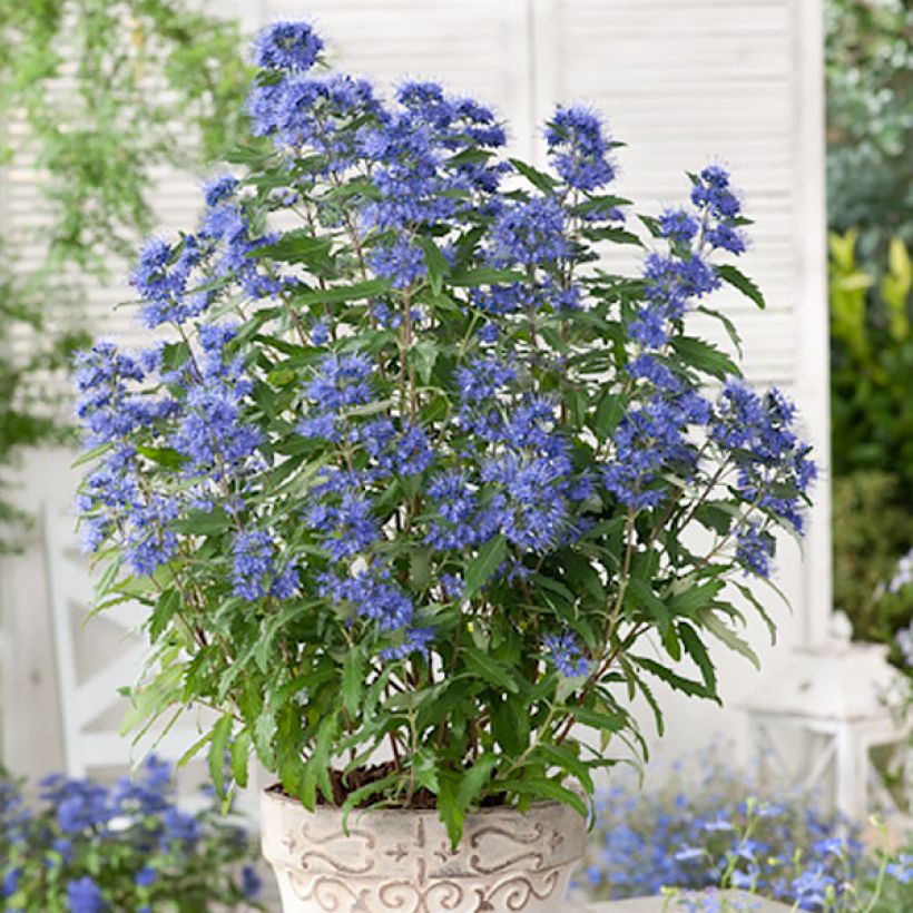 Bartblume Blauer Spatz - Caryopteris clandonensis (Plant habit)
