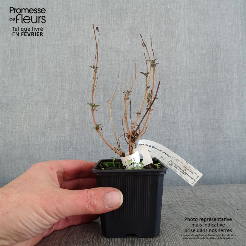 Exemplar von Bartblume Camara Dark Blue - Caryopteris clandonensis Kleine Töpfe von 8/9 cm wie im Winter geliefert