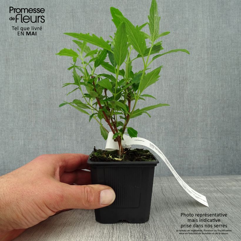 Exemplar von Bartblume Camara Dark Blue - Caryopteris clandonensis Kleine Töpfe von 8/9 cm wie im Frühjahr geliefert