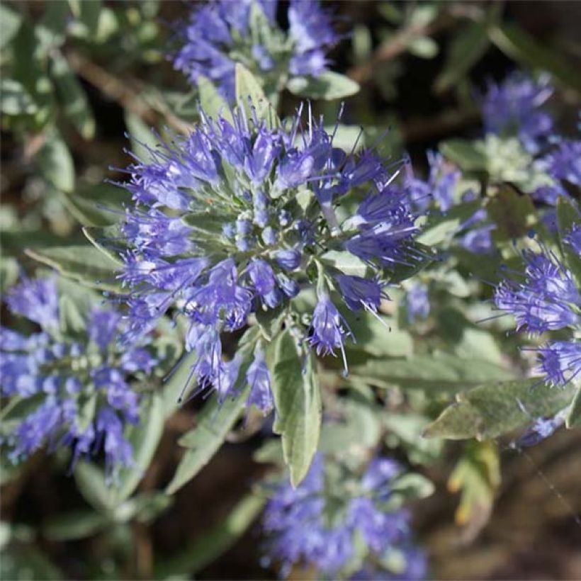 Bartblume Heavenly Blue - Caryopteris clandonensis (Flowering)