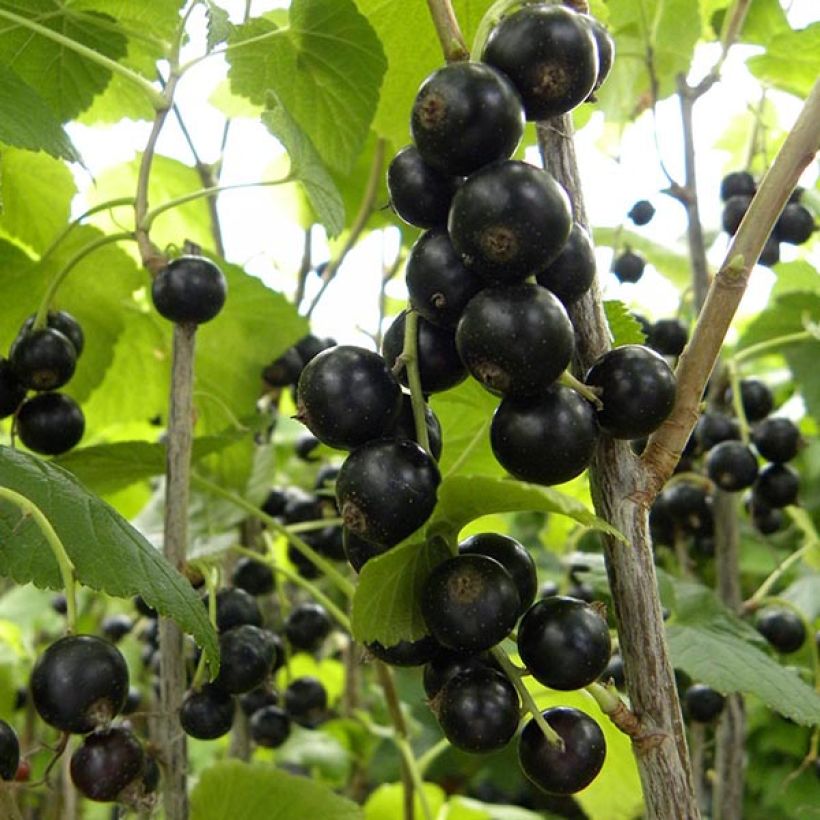 Schwarze Johannisbeere Géant de Boskoop (Harvest)