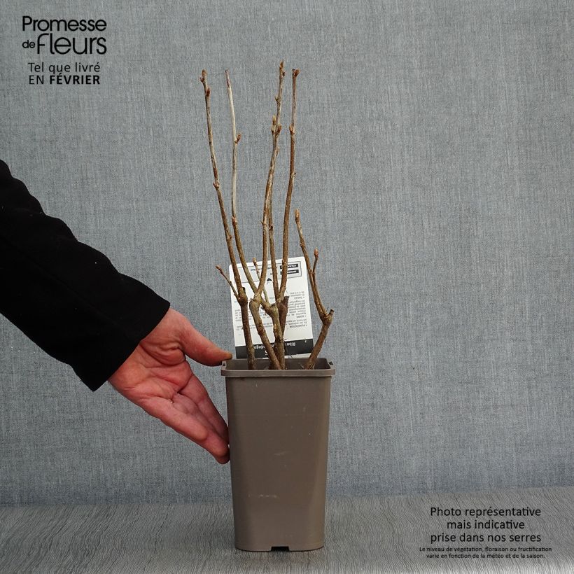 Exemplar von Schwarze Johannisbeere Andega Topf mit 1,5L/2L, Strauch wie im Winter geliefert