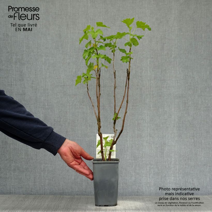 Exemplar von Schwarze Johannisbeere Andega Bio Topf mit 1,5L/2L, Strauch wie im Frühjahr geliefert