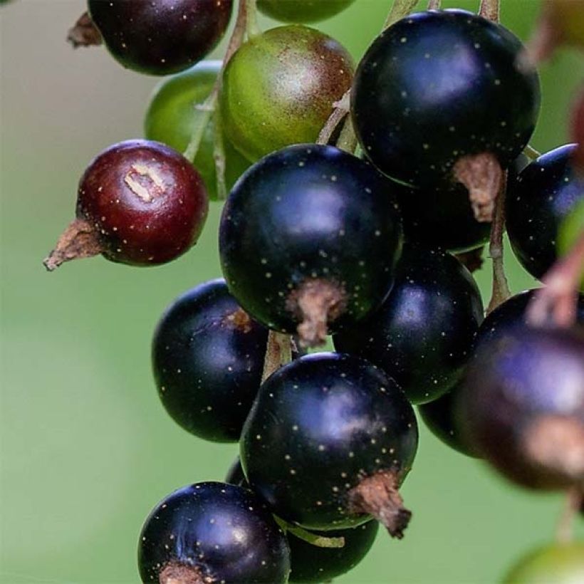 Schwarze Johannisbeere Andega Bio (Harvest)