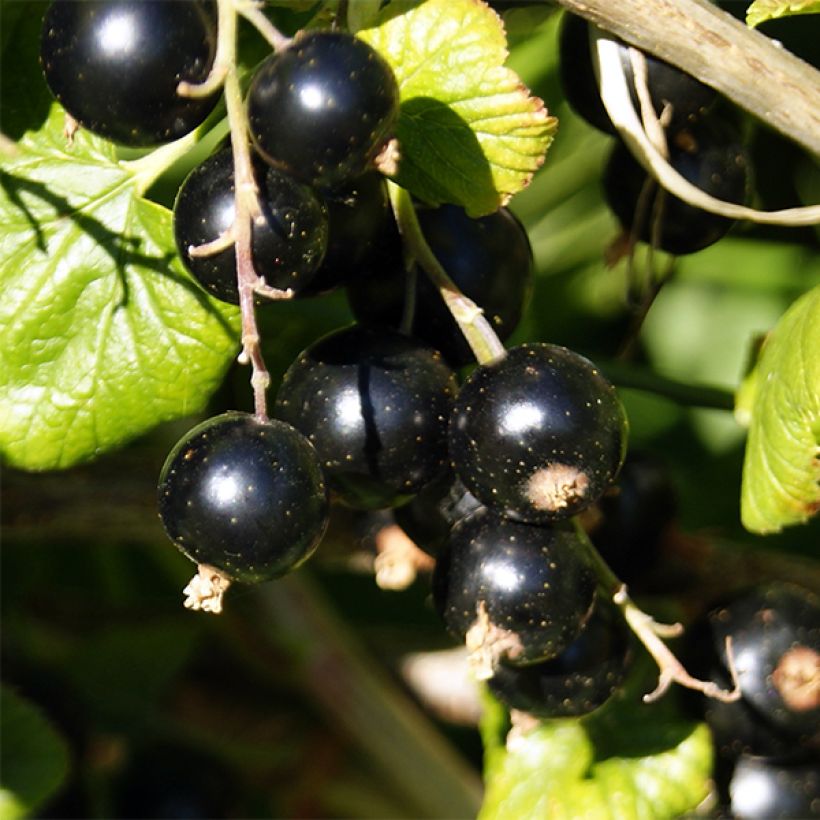 Schwarze Johannisbeere Ben Nevis (Harvest)