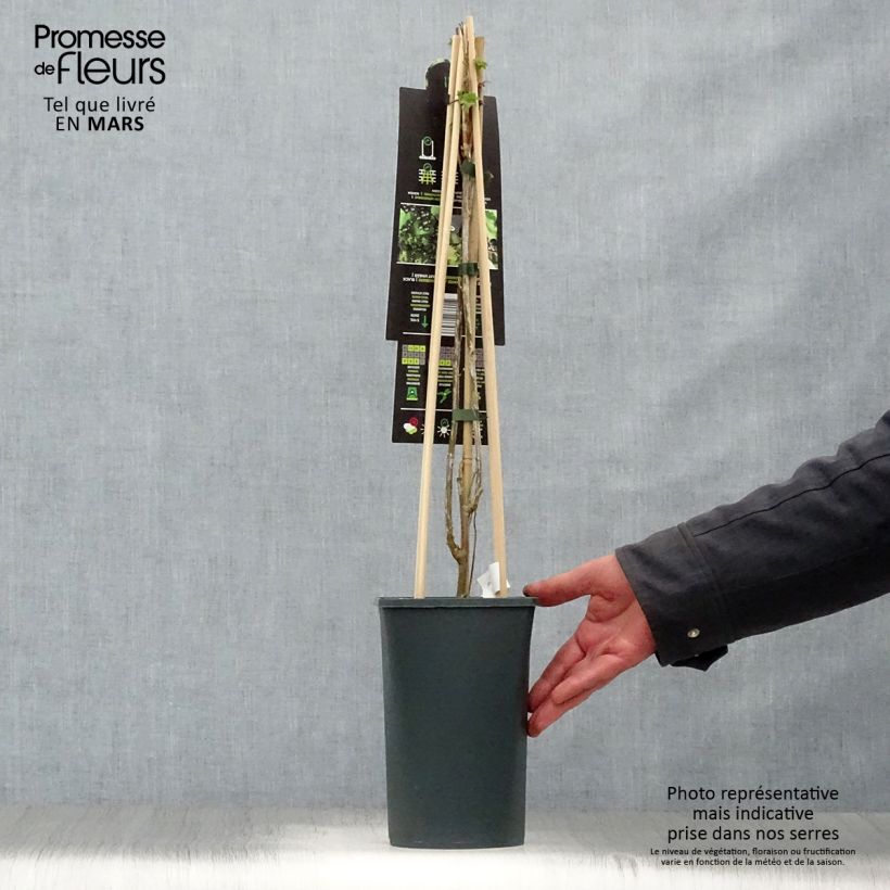 Exemplar von Schwarze Johannisbeere Ben Nevis Topf mit 1,5L/2L, Strauch wie im Frühjahr geliefert