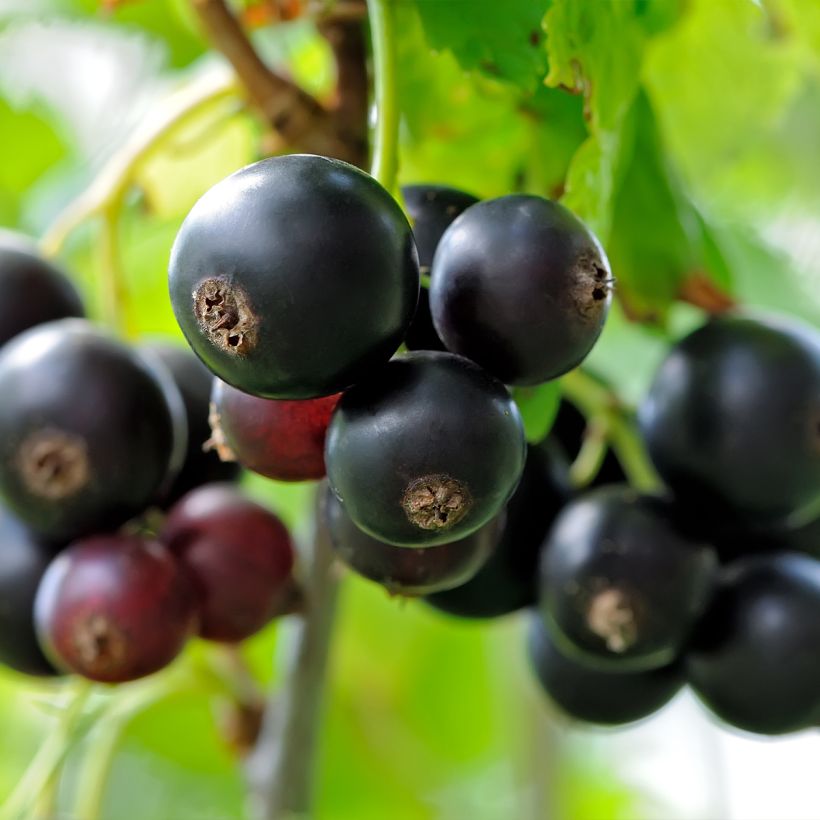 Schwarze Johannisbeere Delbard Robusta delindmoi (Harvest)
