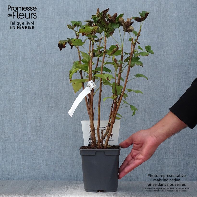 Example of Schwarze Johannisbeere Delbard Robusta delindmoi Topf mit 2L/3L as you get in automne