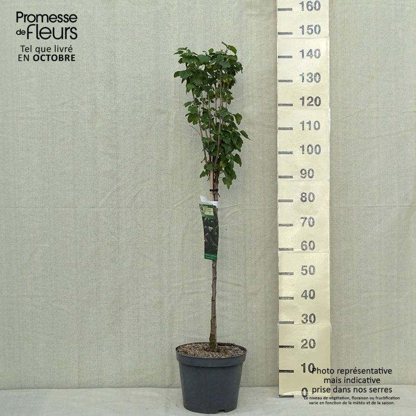 Example of Schwarze Johannisbeere Delbard Robusta delindmoi Topf mit 7,5L/10L, 1/4 Stängel as you get in automne