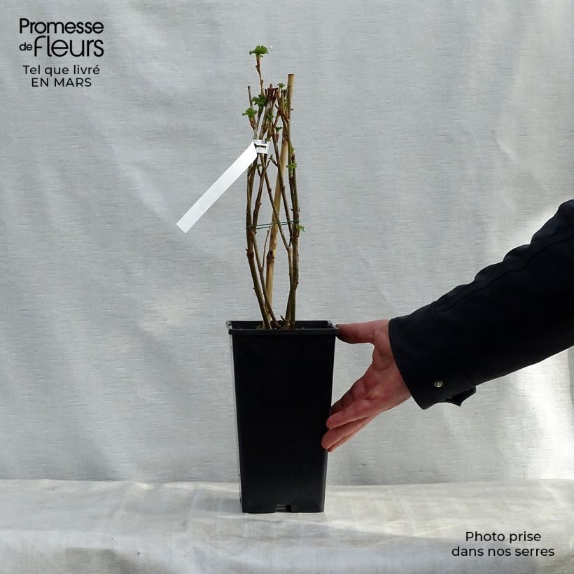 Exemplar von Schwarze Johannisbeere Géant de Boskoop Topf mit 1,5L/2L wie im Frühjahr geliefert