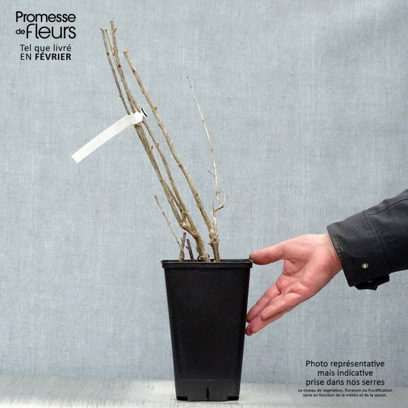 Exemplar von Schwarze Johannisbeere Little Black Sugar 'Nimue' Topf mit 1,5L/2L, Strauch wie im Winter geliefert