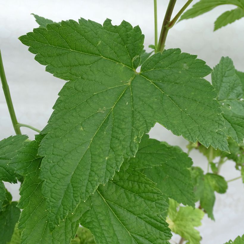 Schwarze Johannisbeere Neva (Foliage)