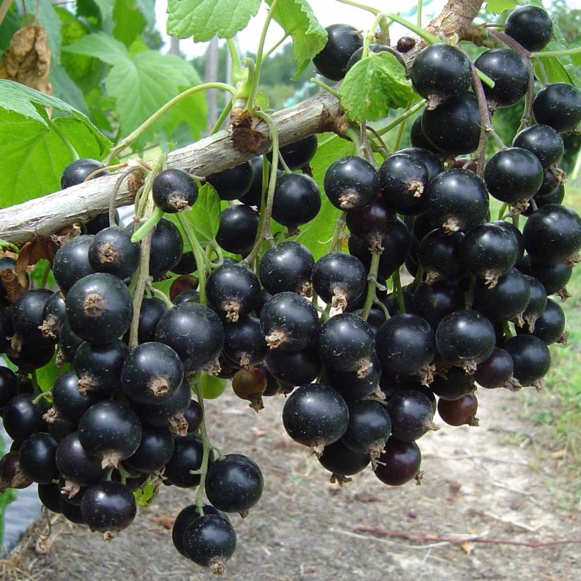 Schwarze Johannisbeere Neva (Harvest)