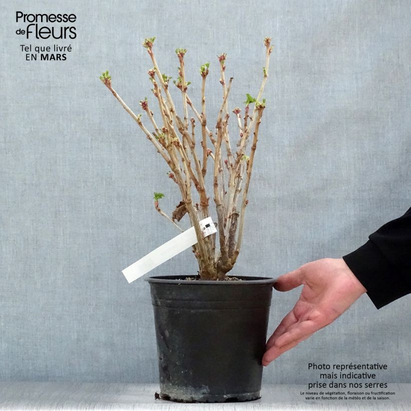 Example of Schwarze Johannisbeere Neva Topf mit 4L/5L, Strauch as you get in printemps