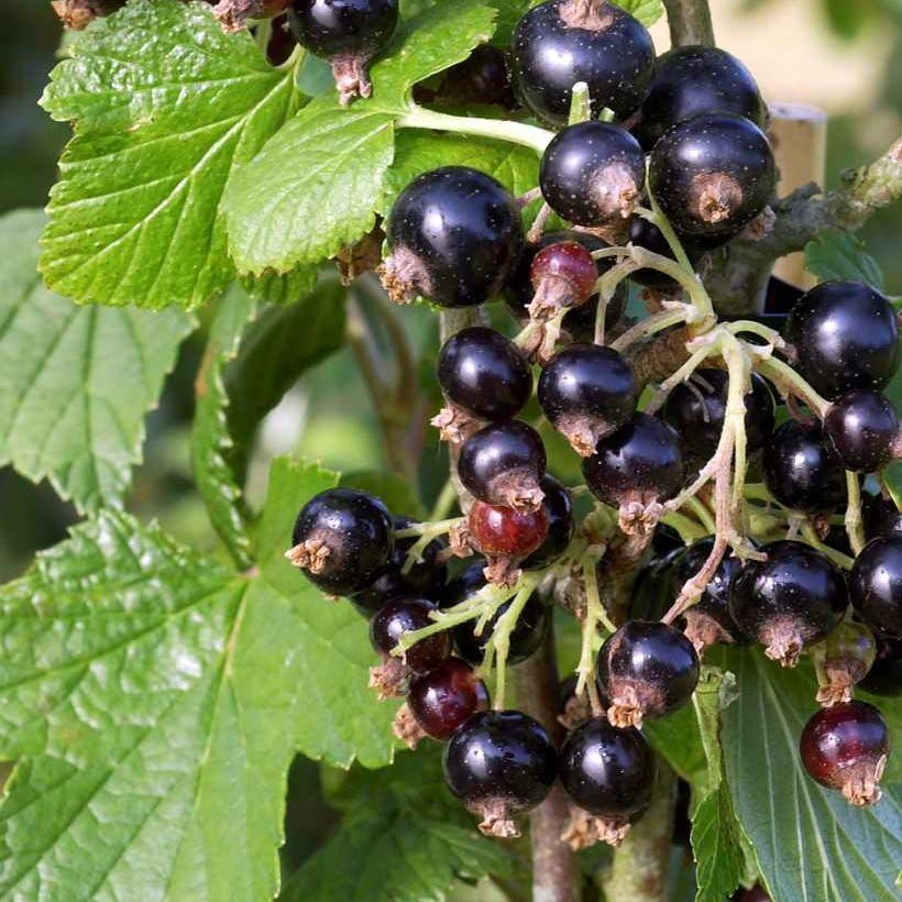 Schwarze Johannisbeere Noir de Bourgogne (Foliage)