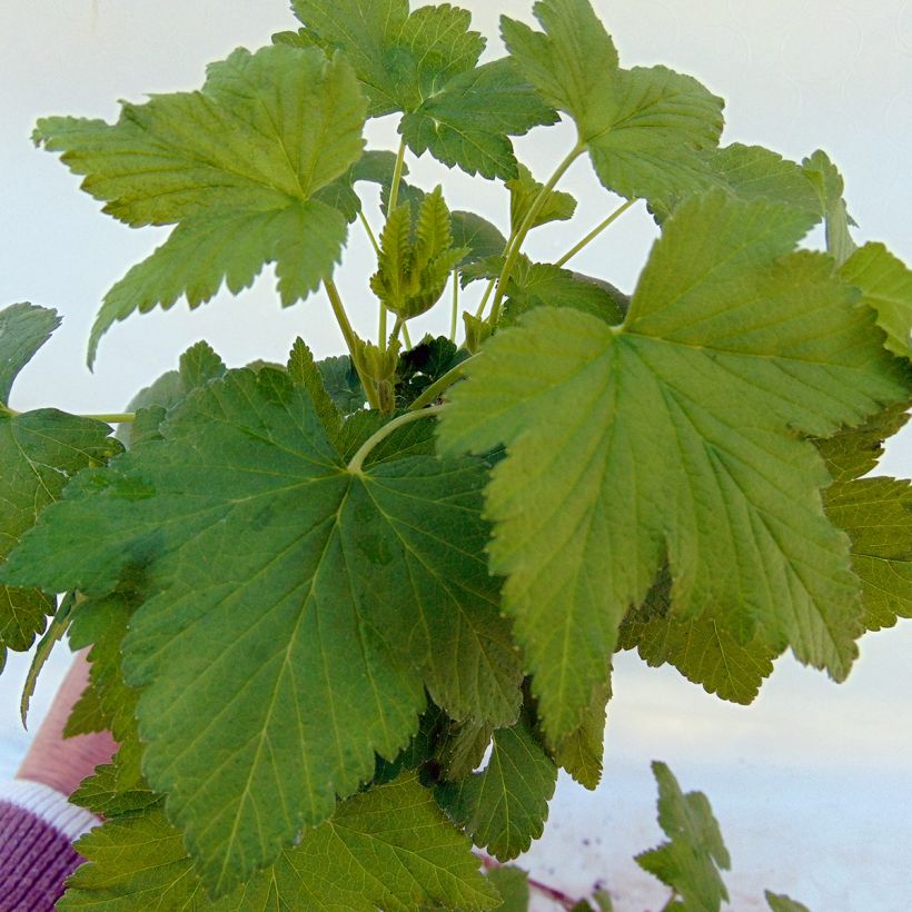 Schwarze Johannisbeere Noiroma (Foliage)