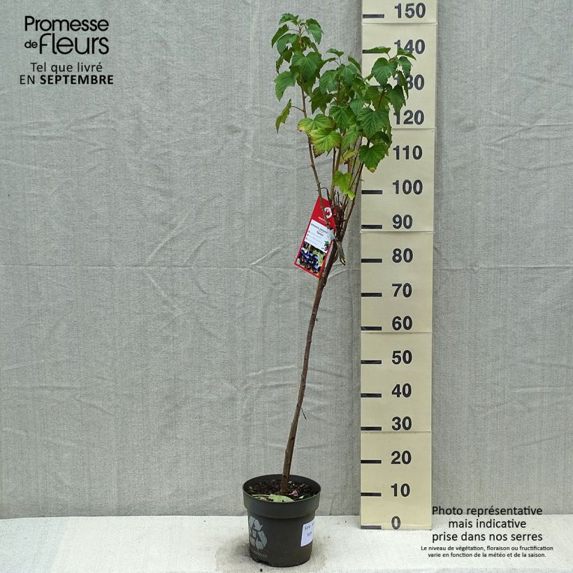 Example of Schwarze Johannisbeere Ojebyn Topf mit 6L/7L as you get in automne