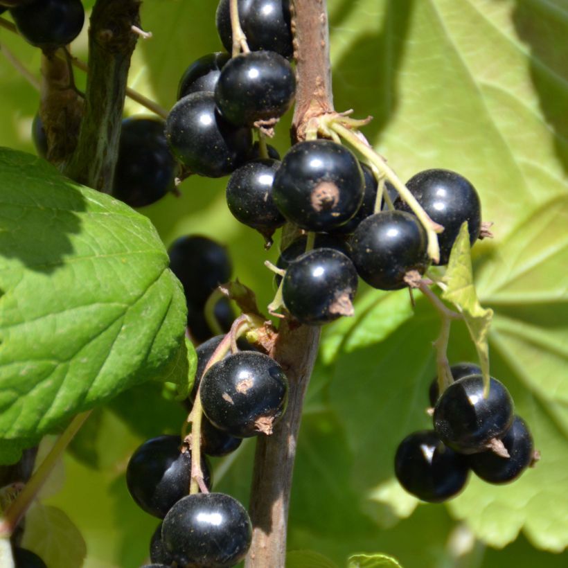 Schwarze Johannisbeere Perles d'Auvergne 'delcaresnoi' (Harvest)