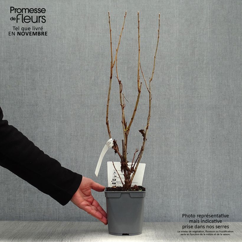 Example of Schwarze Johannisbeere Perles d'Auvergne 'delcaresnoi' Topf mit 2L/3L, Strauch as you get in automne