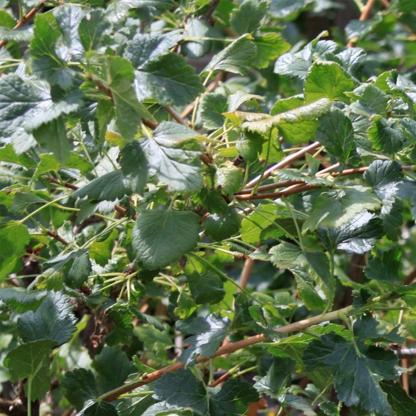 Schwarze Johannisbeere - Ribes nigrum (Foliage)