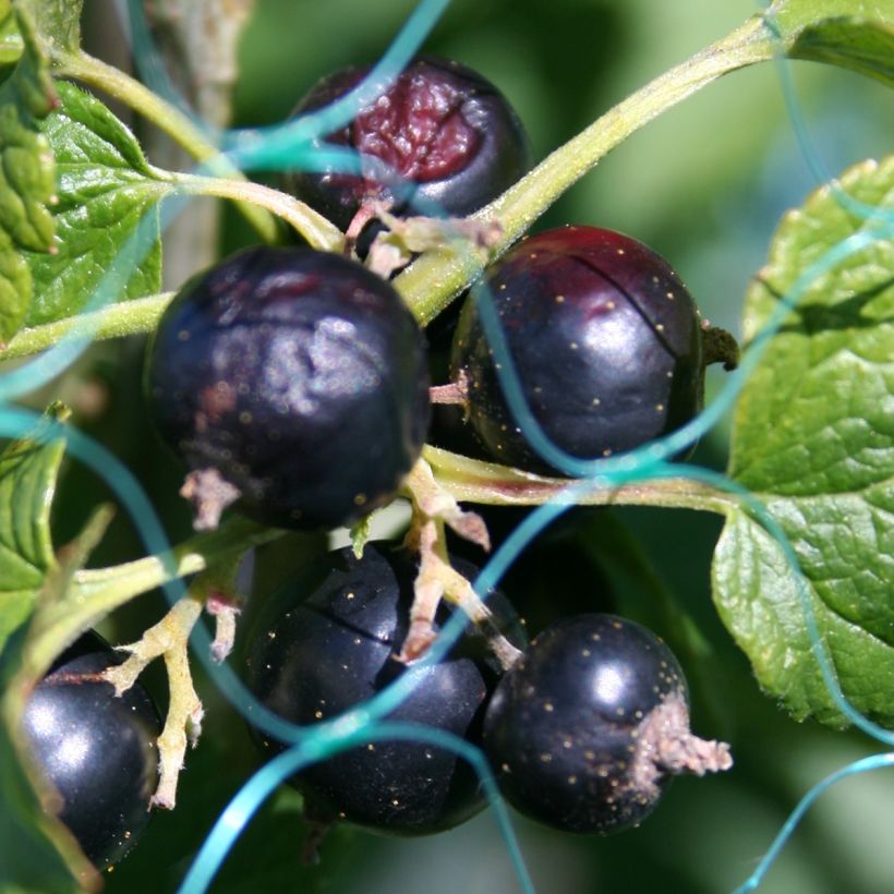 Schwarze Johannisbeere - Ribes nigrum (Harvest)